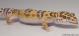 Sold - White & Yellow Bell Albino het White Knight Female Leopard Gecko For Sale M24F92082518F 1