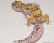 Sold - White & Yellow Bell Albino het White Knight Female Leopard Gecko For Sale M24F92082518F 2