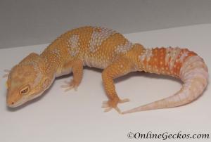 Sold - Blood Albino Male Leopard Gecko For Sale M31F100071120M
