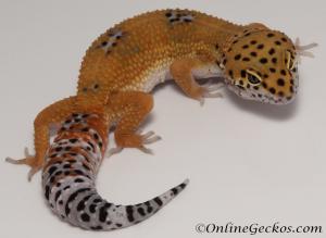 Sold - Blood Tangerine Female Leopard Gecko For Sale M31F90080420F