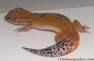 Sold - Bood Tangerine Male Leopard Gecko For Sale M31F90070920M