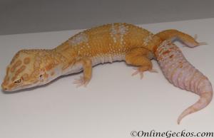 Sold - High Contrast Tangerine Tremper Albino Male Leopard Gecko For Sale M20F78051720M