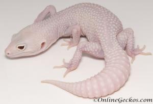 Sold - Mack Snow Diablo Blanco Female Leopard Gecko For Sale M30F99072020F