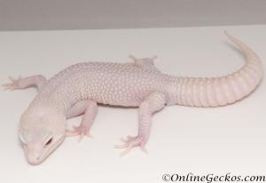 Sold - Super Snow Diablo Blanco Male Leopard Gecko For Sale M30F99060820M2