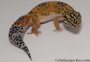 Sold - Giant Tangerine het Tremper Albino Female Leopard Gecko For Sale M25F86062720F