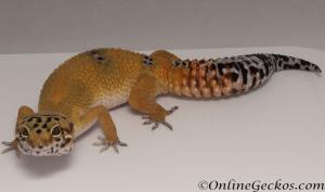 Sold - Tangerine het Tremper Albino Female Leopard Gecko For Sale M31F100080120F