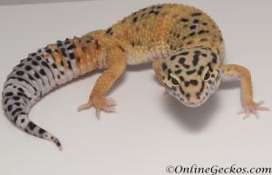 Sold - Tangerine het Tremper Albino Female Leopard Gecko For Sale M25F86062820F