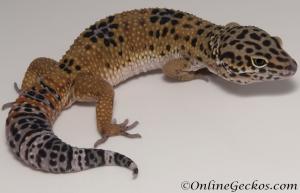 leopard geckos for sale dark tangerine male