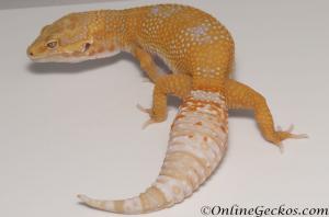 leopard geckos for sale giant tangerine tremper albino female