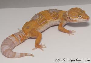Sold - Tangerine Tremper Albino Female Leopard Gecko For Sale M25F86080420F
