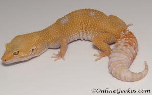 Sold - Giant Tremper Sunglow Female Leopard Gecko For Sale M25F78061820F2