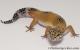 Sold - Tangerine het Tremper Albino Female Leopard Gecko For Sale M25F86082220F 1