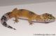 Sold - Tangerine het Tremper Albino Female Leopard Gecko For Sale M25F86082220F