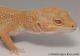 Sold - Blood Albino Male Leopard Gecko For Sale M31F100071120M 3