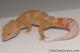 Sold - Blood Albino Male Leopard Gecko For Sale M31F100071120M