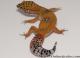 Sold - Blood Tangerine Female Leopard Gecko For Sale M31F90080420F 1