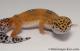 Sold - Blood Tangerine Female Leopard Gecko For Sale M31F90080420F 2