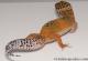 Sold - Blood Tangerine Female Leopard Gecko For Sale M31F90080520F 1