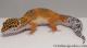Sold - Blood Tangerine Female Leopard Gecko For Sale M31F90080520F 2