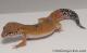 Sold - Bood Tangerine Male Leopard Gecko For Sale M31F90070920M 1