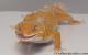 Sold - Blood Tremper Albino Female Leopard Gecko For Sale M31F100080120F2 1