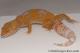 Sold - Blood Tremper Albino Female Leopard Gecko For Sale M31F100080120F2