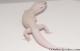 Sold - Diablo Blanco Male Leopard Gecko For Sale M30F99051820M 1