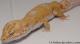 Sold - High Contrast Tangerine Tremper Albino Male Leopard Gecko For Sale M20F78051720M 2