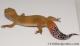 Sold - Super Hypo Tangerine Male Leopard Gecko For Sale M25F86063020M2 1