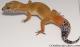 Sold - Super Hypo Tangerine Male Leopard Gecko For Sale M25F86063020M2 2