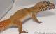 Sold - Super Hypo Tangerine Male Leopard Gecko For Sale M25F86063020M2 3