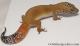 Sold - Super Hypo Tangerine Male Leopard Gecko For Sale M25F86063020M2 4
