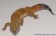 Sold - Super Hypo Tangerine Male Leopard Gecko For Sale M25F86063020M2
