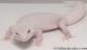 Sold - Super Snow Diablo Blanco Female Leopard Gecko For Sale M30F99071920F 1