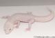 Sold - Super Snow Diablo Blanco Male Leopard Gecko For Sale M30F99060820M2