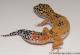 Sold - Giant Tangerine het Tremper Albino Female Leopard Gecko For Sale M25F86062720F 1