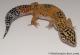 Sold - Giant Tangerine het Tremper Albino Female Leopard Gecko For Sale M25F86062720F 2