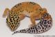 Sold - Giant Tangerine het Tremper Albino Female Leopard Gecko For Sale M25F86062720F 3