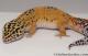 Sold - Giant Tangerine het Tremper Albino Female Leopard Gecko For Sale M25F86062720F 4