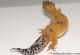 Sold - Tangerine het Tremper Albino Female Leopard Gecko For Sale M31F100080120F 1