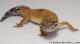 Sold - Tangerine het Tremper Albino Female Leopard Gecko For Sale M31F100080120F 2