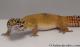 Sold - Tangerine het Tremper Albino Female Leopard Gecko For Sale M31F100080120F 3
