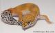 Sold - Tangerine het Tremper Albino Female Leopard Gecko For Sale M31F90061920F2 1