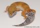 Sold - Tangerine het Tremper Albino Female Leopard Gecko For Sale M31F90061920F2 2