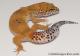 Sold - Tangerine het Tremper Albino Female Leopard Gecko For Sale M31F90061920F2