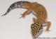 Sold - Tangerine het Tremper Albino Female Leopard Gecko For Sale M31F90082020F 1