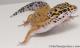Sold - Tangerine het Tremper Albino Female Leopard Gecko For Sale M31F90082020F 2