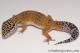 Sold - Tangerine het Tremper Albino Female Leopard Gecko For Sale M31F90082020F