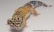 Sold - Tangerine het Tremper Albino Female Leopard Gecko For Sale M25F86062820F 1