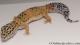 Sold - Tangerine het Tremper Albino Female Leopard Gecko For Sale M25F86062820F 2